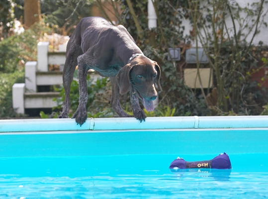Now, how do I get this without getting my feet wet?
Anahtar kelimeler: Josh German Shorthaired Pointer swimming pool tongue