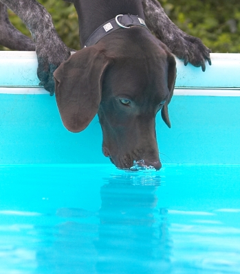 This is as close to swimming as I wanna get
Keywords: Josh German Shorthaired Pointer swimming pool