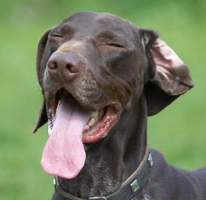 Just enjoying the air on my tongue
Anahtar kelimeler: Josh German Shorthaired Pointer tongue