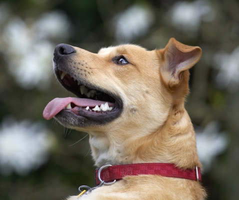 I know how to be cute
Keywords: Critter German Shepherd Labrador Terrier cross X tongue