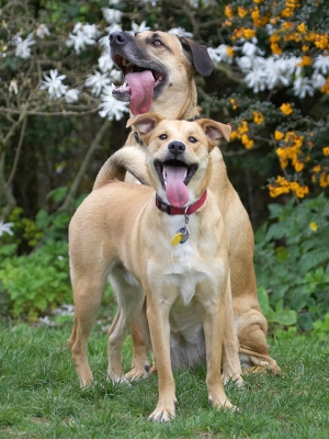 Yep, we're just a really cute pair
Anahtar kelimeler: Savannah Critter German Shepherd Labrador Terrier cross X tongue