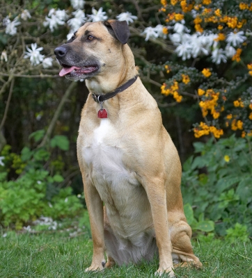 What's that Critter doin' now?
Ключові слова: Savannah German Shepherd Labrador cross X tongue