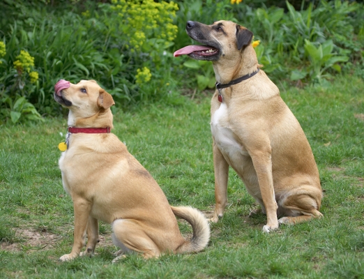 What now, sir?
Keywords: Critter Savannah German Shepherd Labrador Terrier cross X tongue