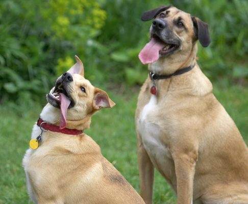 We're watching and waiting...........
Palabras clave: Savannah Critter German Shepherd Labrador Terrier cross X tongue