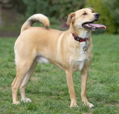 Can we play now?
Palabras clave: Critter German Shepherd Labrador Terrier cross X tongue