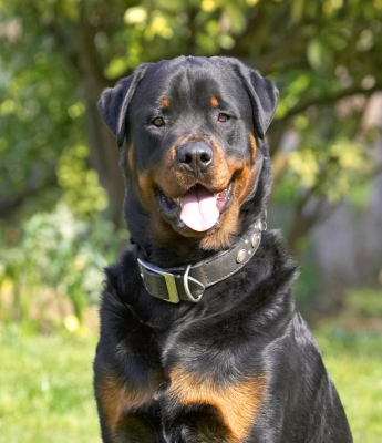Jus' hanging around
Mots-clés: Wisey Rottweiler tongue