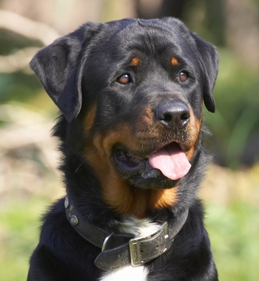 I am sooooo chilled
Klíčová slova: Meg Rottweiler tongue