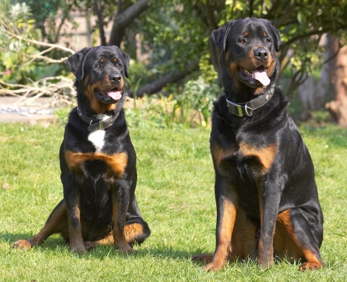 Hey, we know how to ham it up
Ključne besede: Meg Wisey Rottweiler tongue