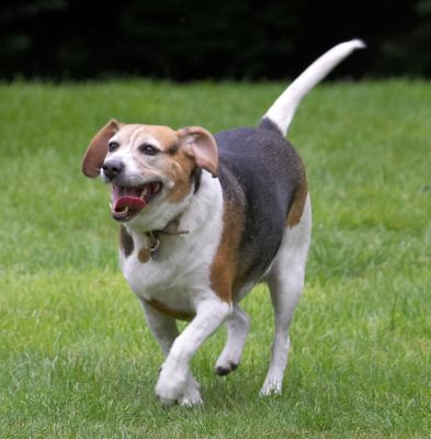I'll just check it out over there
Avainsanat: Hattie Beagle It's Me or the Dog