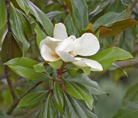Southern Magnolia Blossom
This is on our large Southern Magnolia tree, photographed August 4 2006.  We're having several new blossoms a day, and they scent the evening air with the gentle smell of --- well, of magnolias.
Keywords: Southern Magnolia blossom white flower Magnolia Grandiflora scent