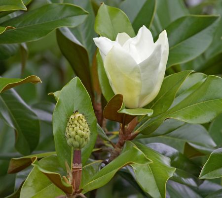 Magnolia Grandiflora -- Southern Magnolia
The large petals on the flower fall away, and the "fruit" is left inside.  Here's a young flower, and the "fruit" from a old flower.  The huge flowers smell wonderful, but fall to bits if we try to cut them and put them inside in a vase.
Keywords: Magnolia Grandiflora Southern Magnolia flowers petals