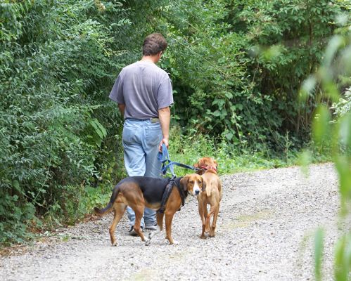Do I have to go on this walk?
Palabras clave: Jessie Pippa Hamiltonstovara Hungarian Viszla Grzegorz