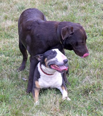 Meet my new friend
Keywords: Tapa George Chocolate Labrador English Bull Terrier