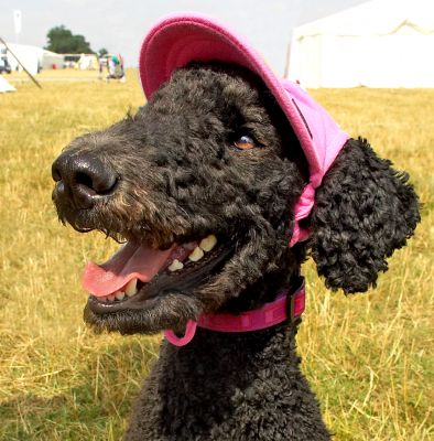 I'm happy to be here
Ключові слова: Bedlington Terrier Jackie Field