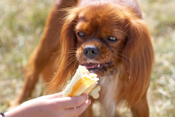 Mmmm, that's really good
Keywords: King Charles Spaniel haddock ice cream Wag and Bone Show
