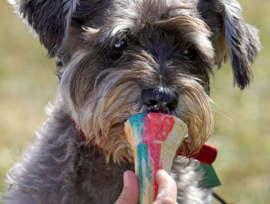 This is a mouthful
Keywords: Miniature Schnauzer haddock ice cream Wag and Bone Show