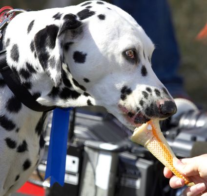 I know how to eat ice cream properly
Keywords: Dalmatian haddock ice cream Wag and Bone show