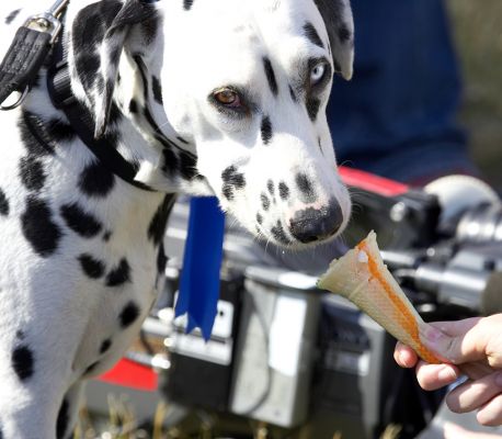 Just letting it melt slowly
Trefwoorden: Dalmatian haddock ice cream Wag and Bone Show