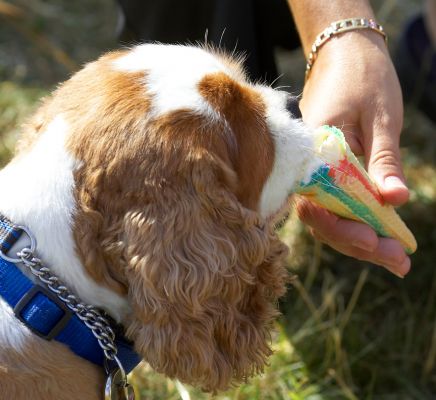 Ice cream - my favourite
Ключові слова: King Charles Spaniel haddock ice cream Wag and Bone Show