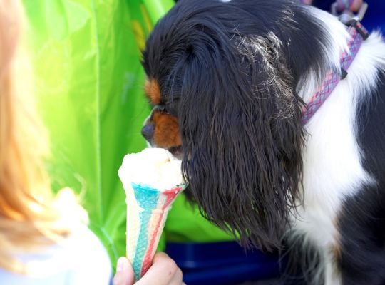 I eat ice cream daintily
Anahtar kelimeler: King Charles Spaniel haddock ice cream Wag and Bone Show