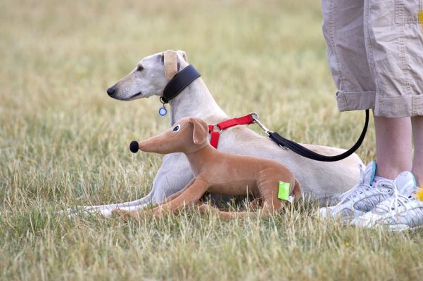 Greyhound - Real and Toy
At the Wag and Bone Show, 2006
Trefwoorden: Greyhound toy Wag and Bone dog