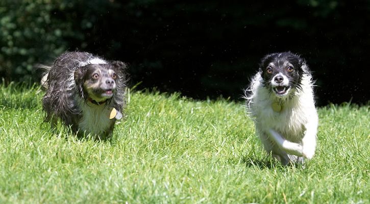 C'mon this is the way to get dry
Λέξεις-κλειδιά: Matt Rose Long haired Chihuahua