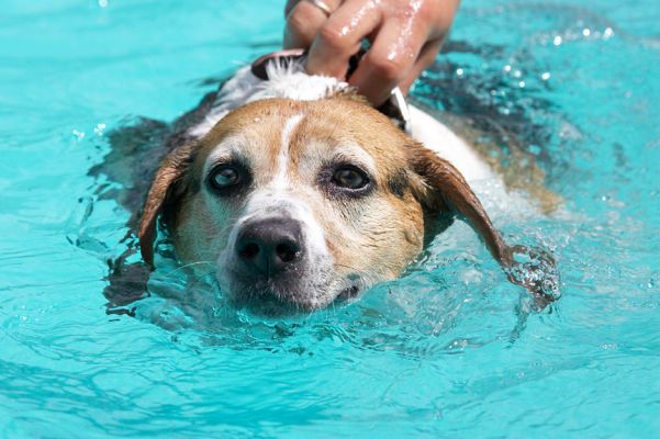 Yep, another swimming session
Klíčová slova: Hattie Beagle