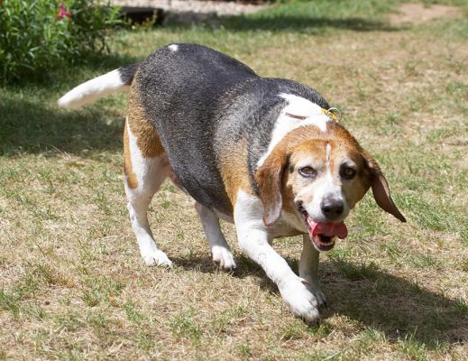 Phew, I'm glad that's over
Palabras clave: Hattie Beagle