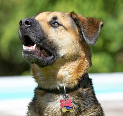 I'm waiting
Anahtar kelimeler: Ripley Labrador Shepherd Cross X