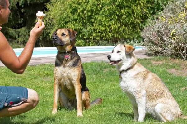 Goody, ice cream
Klíčová slova: Missy Ripley Labrador Husky Shepherd Cross X Zbigniew