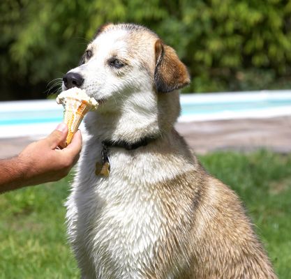 Mmmmm, this is good
Klíčová slova: Missy Labrador Husky Cross X