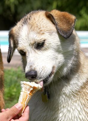 Gently does it
Keywords: Missy Labrador Husky Cross X