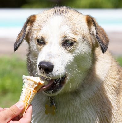 Now for the bite
Avainsanat: Missy Labrador Husky Cross X