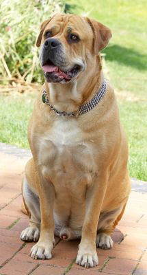 Sitting proud
Anahtar kelimeler: Brutus Bull Mastiff