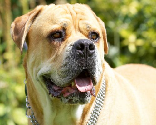 I'm such a handsome guy
Avainsanat: Brutus Bull Mastiff