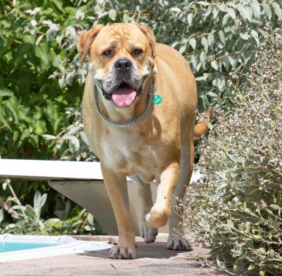 I only thought about taking a dip
Ключові слова: Brutus Bull Mastiff