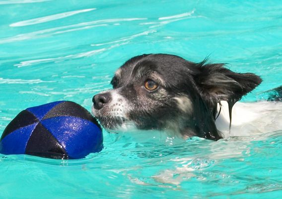 Now can I swim and get the ball at the same time?
Ključne besede: Matt Longhaired Chihuhua