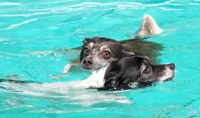 Hey, don't leave me
Λέξεις-κλειδιά: Matt Rose Longhaired Chihuhua