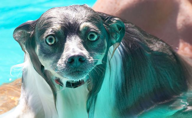 Have you seen what this has done to my hair?
Λέξεις-κλειδιά: Rose Longhaired Chihuahua