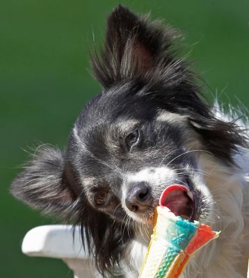Yummy
Słowa kluczowe: Matt Longhaired Chihuahua tongue