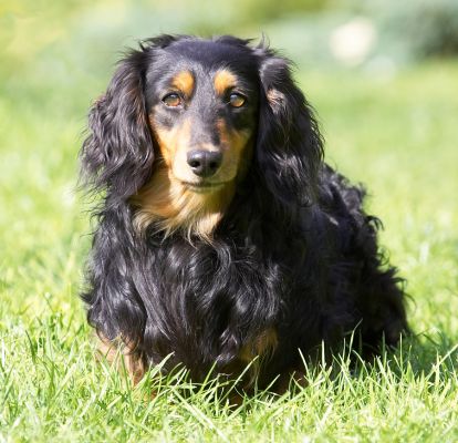 I know, I know, I'm supposed to walk slowly
Palabras clave: Matty Longhaired Daschund