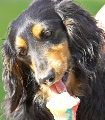 Yummy - ice cream
Trefwoorden: Matty Longhaired Chihuahua