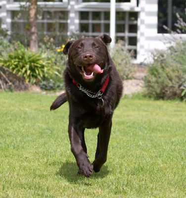Pure joy
Keywords: Penfold Chocolate Labrador tongue