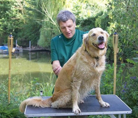 Yeah, you should try this
Anahtar kelimeler: Richard Spice Golden Retriever acupuncture