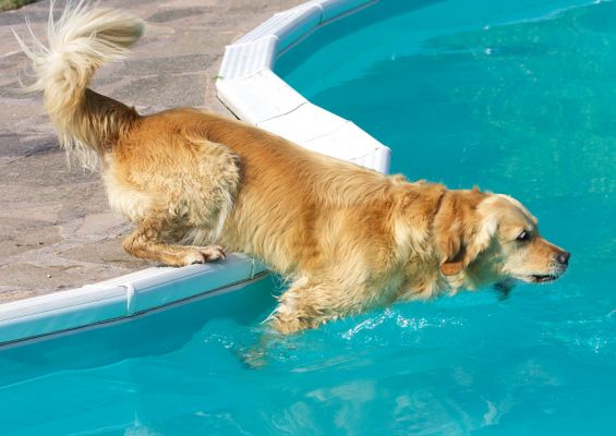 Now I get my treat
Spice gets to go swimming after being the perfect model for the acupuncture photo shoot
Ključne besede: Spice Golden Retriever