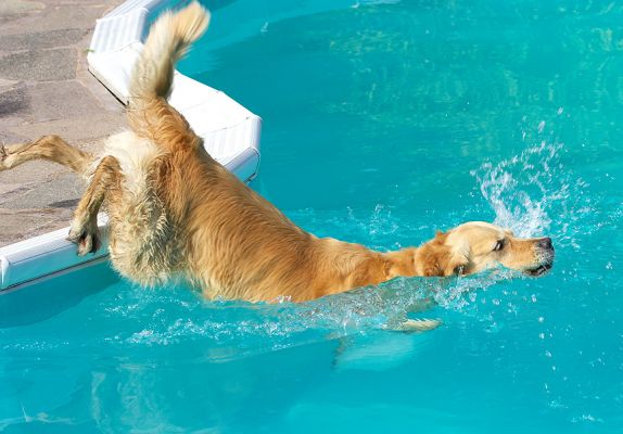 In I go
Keywords: Spice Golden Retriever
