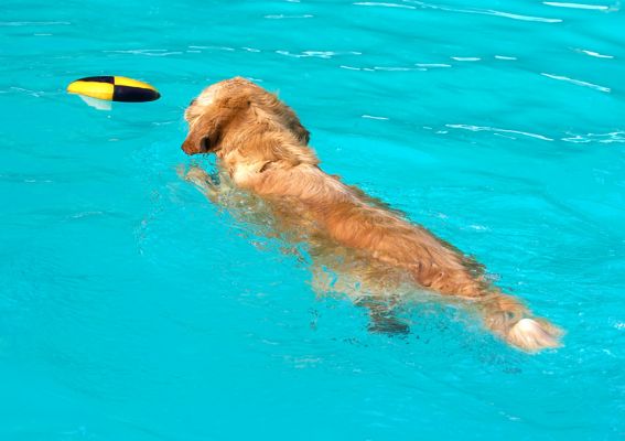 Ah, something for me to retrieve
Palabras clave: Spice Golden Retriever