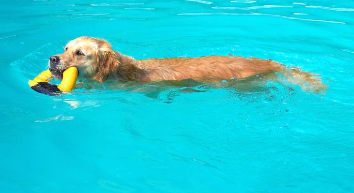 And another successful retrieve
Keywords: Spice Golden Retriever