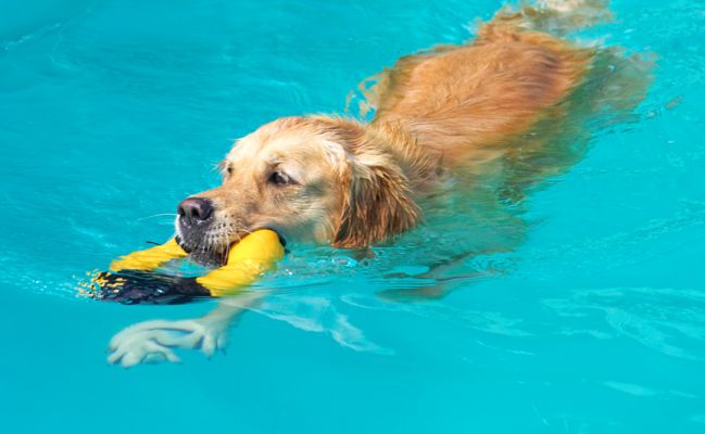 I'm bringing it home
Palabras clave: Spice Golden Retriever