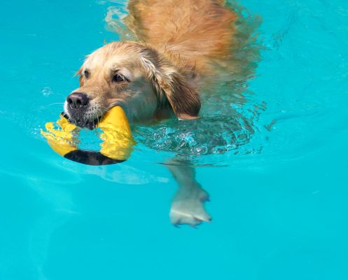 Soft mouth but firm hold
Schlüsselwörter: Spice Golden Retriever